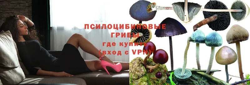 Галлюциногенные грибы Psilocybe  Сим 